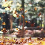 The Autumn Palette: Warmth of Orange, Red, and Yellow